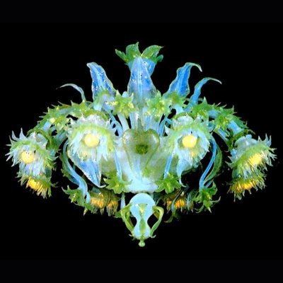 Murano chandelier